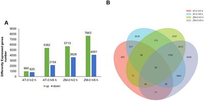 Comparative transcriptomic and proteomic analyses of two salt-tolerant alfalfa (Medicago sativa L.) genotypes: investigation of the mechanisms underlying tolerance to salt